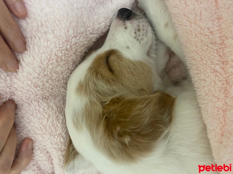 Cavalier King Charles Spanieli, Köpek  Balım fotoğrafı