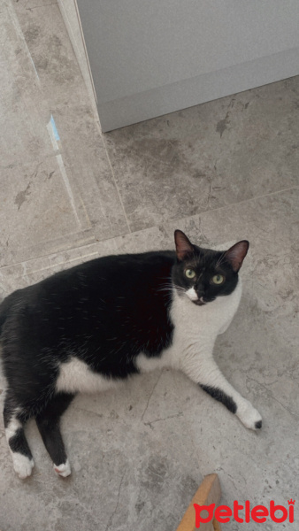 Tekir Kedi, Kedi  Luna fotoğrafı