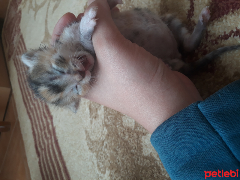 Tekir Kedi, Kedi  Alex fotoğrafı