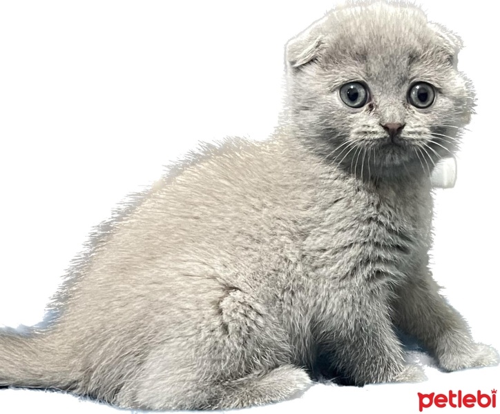 Scottish Fold, Kedi  Şila fotoğrafı