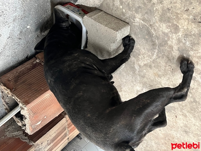 Fransız Bulldog, Köpek  Bilinmiyor fotoğrafı