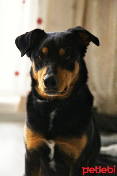 Rottweiler, Köpek  Mika fotoğrafı