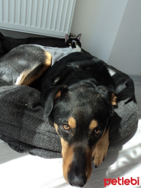 Rottweiler, Köpek  Mika fotoğrafı