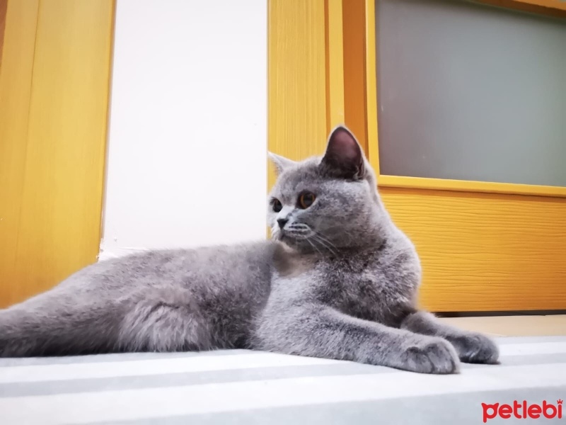 British Shorthair, Kedi  boncuk fotoğrafı