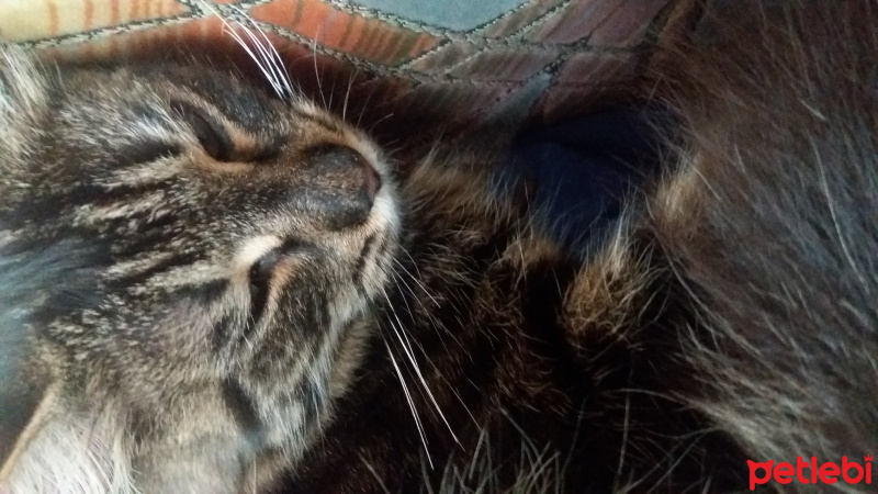Norwegian Forest, Kedi  gölge fotoğrafı