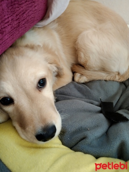 Golden Retriever, Köpek  Poyraz fotoğrafı