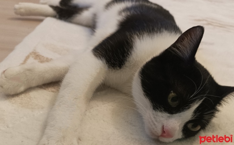 Tuxedo (Smokin) Kedi, Kedi  Mia fotoğrafı