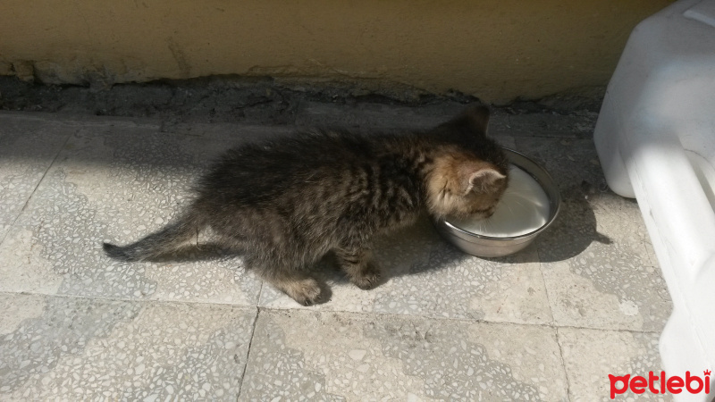Tekir Kedi, Kedi  . fotoğrafı