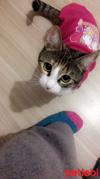 Soke, Kedi  Misa fotoğrafı