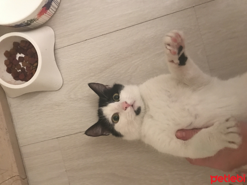 Tekir Kedi, Kedi  Şro fotoğrafı