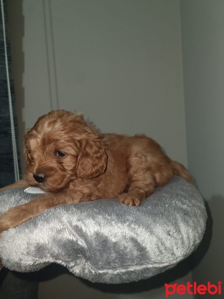 Poodle (Minyatür Kaniş), Köpek  Dost fotoğrafı