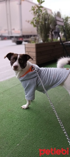 Jack Russell Terrier, Köpek  BENEK fotoğrafı