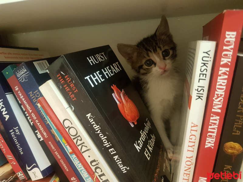 Tekir Kedi, Kedi  Mırnav fotoğrafı