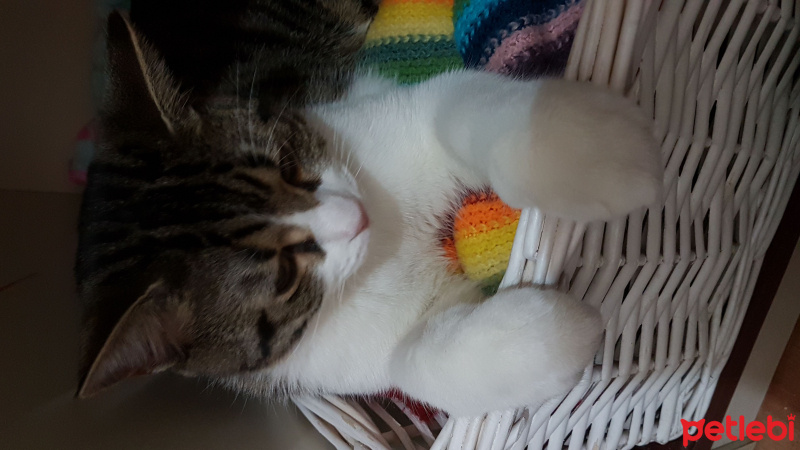 Tekir Kedi, Kedi  Mırnav fotoğrafı