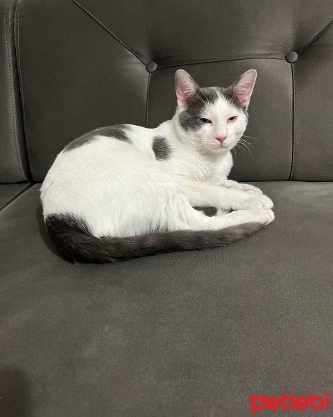 Tekir Kedi, Kedi  Fiko fotoğrafı