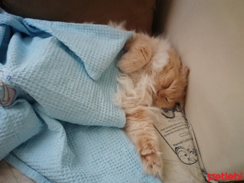 British Longhair, Kedi  Irmak fotoğrafı