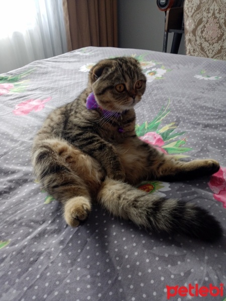 Scottish Fold, Kedi  Miya fotoğrafı