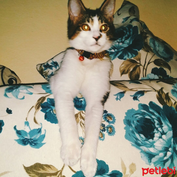 Tekir Kedi, Kedi  Paşa fotoğrafı