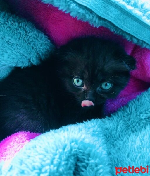 Scottish Fold, Kedi  Sufle fotoğrafı