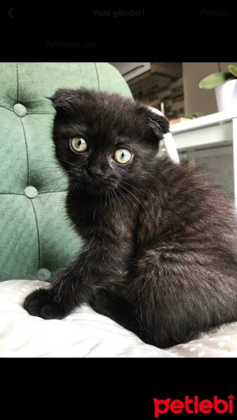 Scottish Fold, Kedi  Sufle fotoğrafı