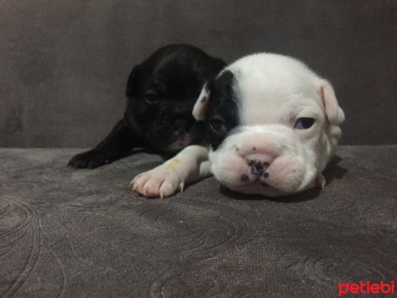 Fransız Bulldog, Köpek  A+ KALİTE SAFKAN DÜNYALAR GÜZELİ FRENCH BEBEKLER! fotoğrafı