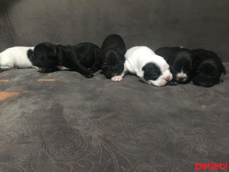 Fransız Bulldog, Köpek  A+ KALİTE SAFKAN DÜNYALAR GÜZELİ FRENCH BEBEKLER! fotoğrafı