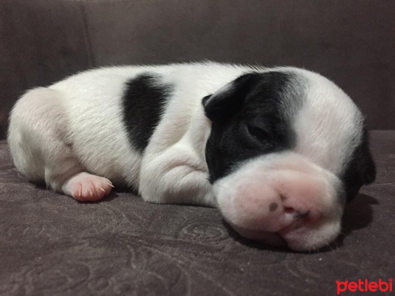Fransız Bulldog, Köpek  A+ KALİTE SAFKAN DÜNYALAR GÜZELİ FRENCH BEBEKLER! fotoğrafı