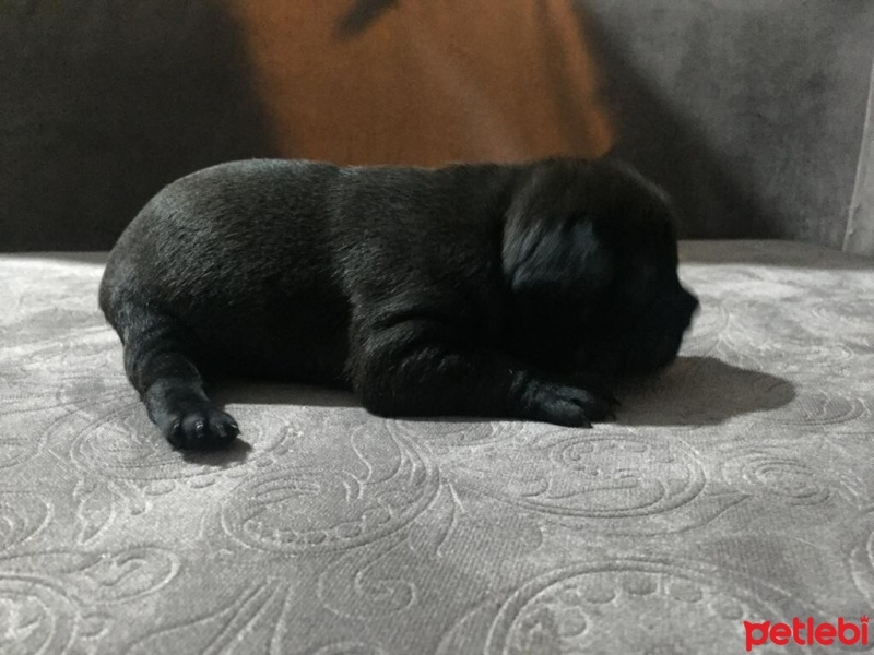 Fransız Bulldog, Köpek  A+ KALİTE SAFKAN DÜNYALAR GÜZELİ FRENCH BEBEKLER! fotoğrafı