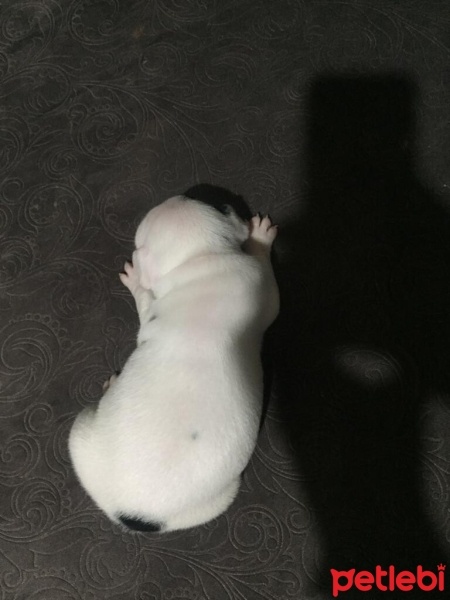 Fransız Bulldog, Köpek  A+ KALİTE SAFKAN DÜNYALAR GÜZELİ FRENCH BEBEKLER! fotoğrafı