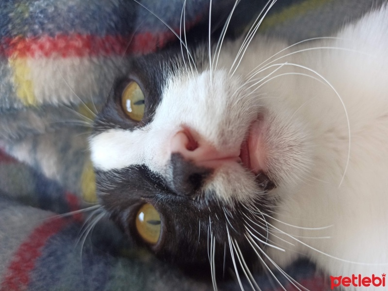 Tekir Kedi, Kedi  Şans fotoğrafı