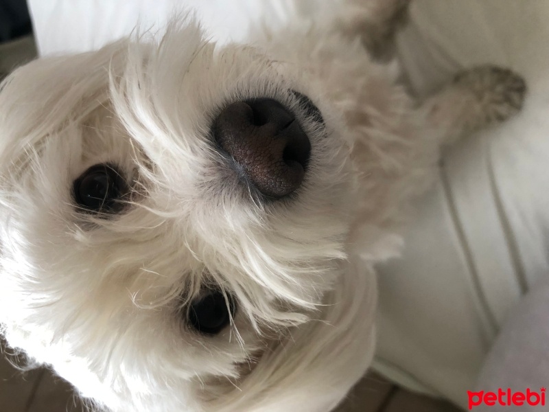 Maltese, Köpek  Coco fotoğrafı