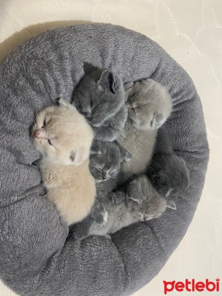 Scottish Fold, Kedi  scottish fold/british shorthair fotoğrafı