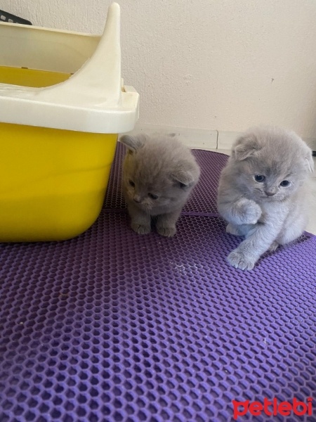 Scottish Fold, Kedi  scottish fold/british shorthair fotoğrafı