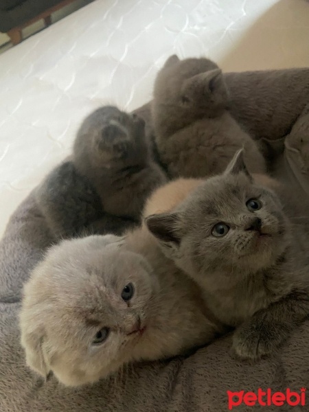 Scottish Fold, Kedi  scottish fold/british shorthair fotoğrafı