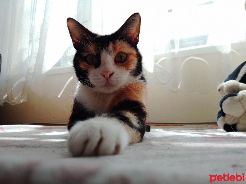 Maine Coon, Kedi  Feride fotoğrafı