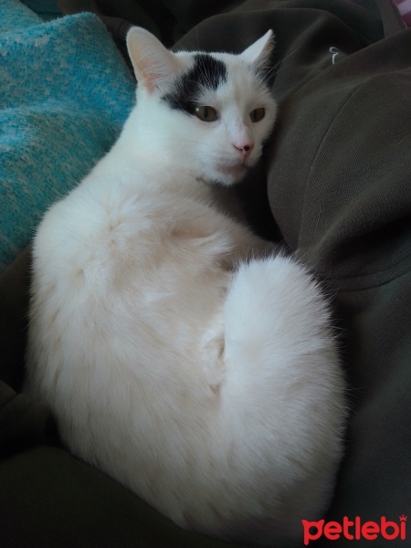 Tekir Kedi, Kedi  Rudy fotoğrafı