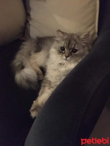 British Longhair, Kedi  Niloya fotoğrafı