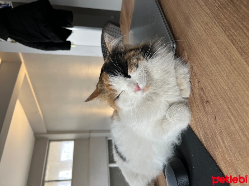 Tekir Kedi, Kedi  Bihter fotoğrafı