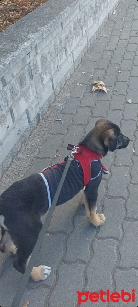 Sokö (Sokak Köpeği), Köpek  spike fotoğrafı