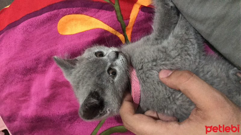 British Shorthair, Kedi  Duman fotoğrafı