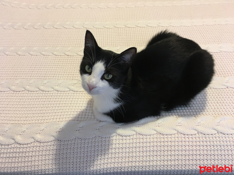 Tuxedo (Smokin) Kedi, Kedi  Pepe fotoğrafı