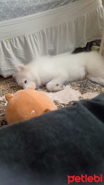 Samoyed, Köpek  Beyaz - Samoyed fotoğrafı