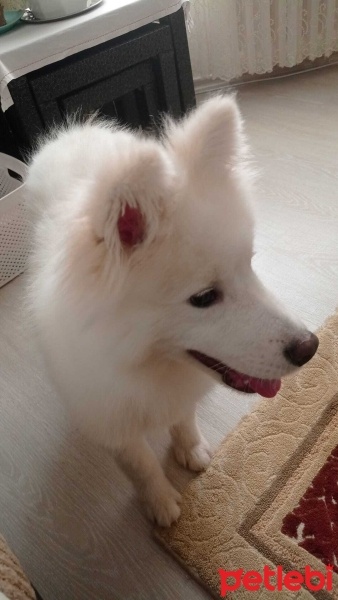 Samoyed, Köpek  Beyaz - Samoyed fotoğrafı