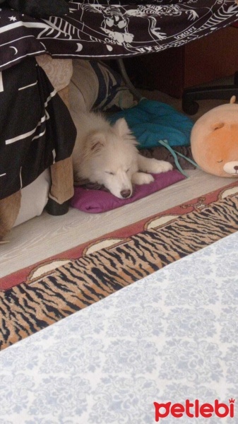 Samoyed, Köpek  Beyaz - Samoyed fotoğrafı