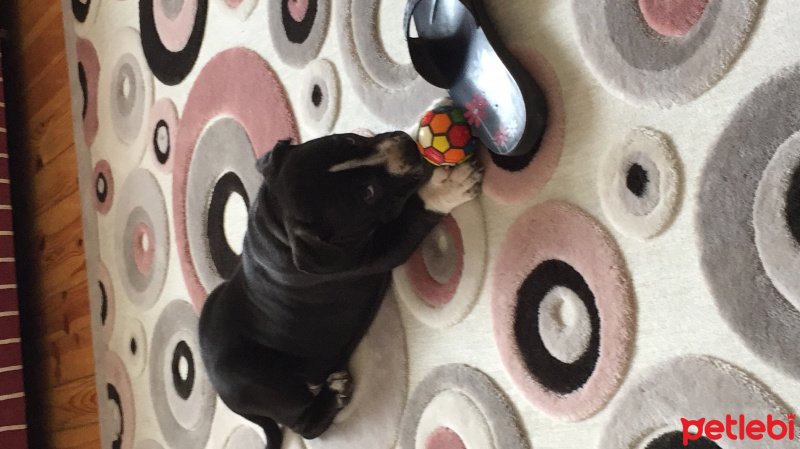 Staffordshire Bull Terrier, Köpek  Shout fotoğrafı