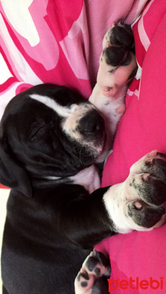 Staffordshire Bull Terrier, Köpek  Shout fotoğrafı