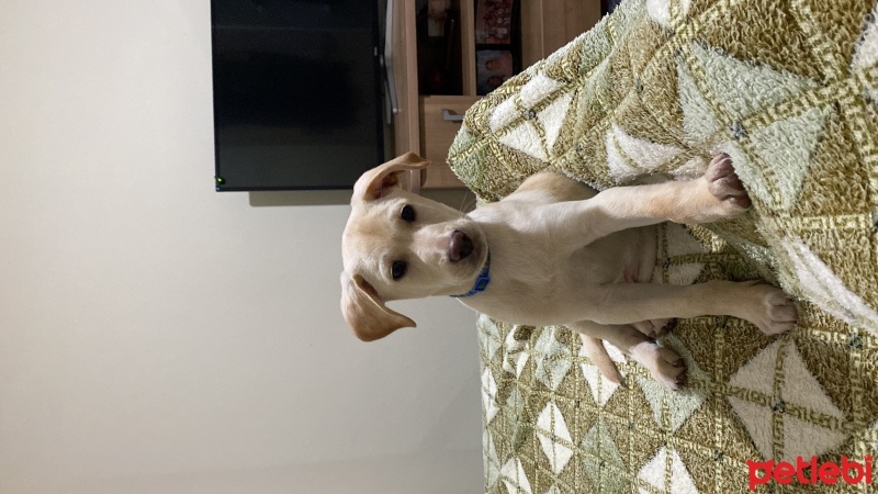 Labrador Retriever, Köpek  Pablo fotoğrafı