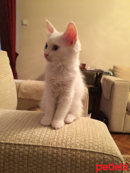 Ankara Kedisi, Kedi  Nazlı fotoğrafı