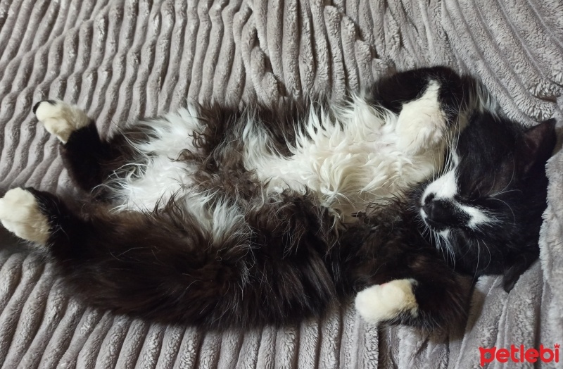 Tekir Kedi, Kedi  Maça Shinzou fotoğrafı