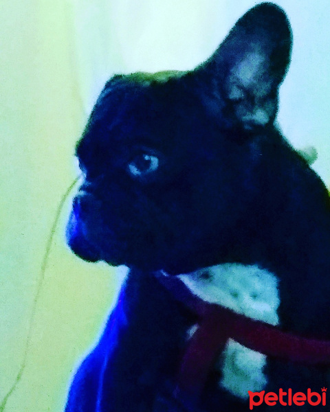 Fransız Bulldog, Köpek  tomtom fotoğrafı